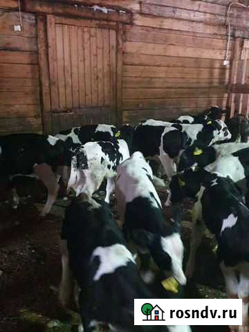 Телята бычки Староюрьево - изображение 1