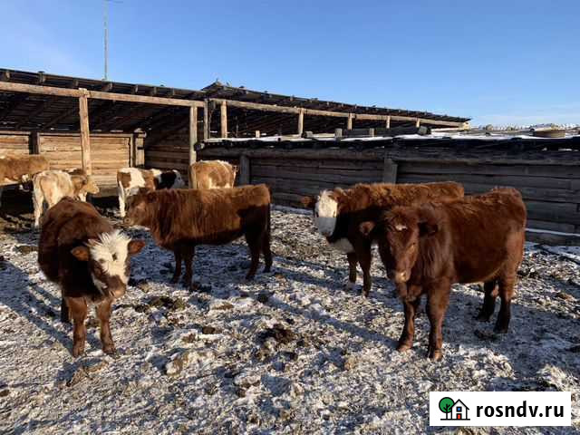Крс, телки, нетели, телята Усть-Ордынский - изображение 1