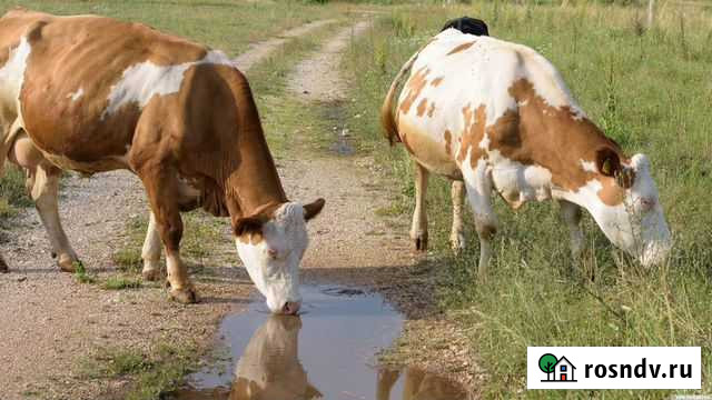 Крс Бийск - изображение 1