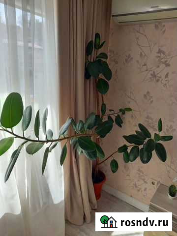 Фикус Сочи - изображение 1