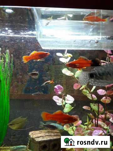 Аквариумные рыбки Курчатов - изображение 1