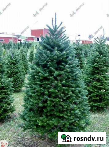 Пихта Фрейзер с доставкой Дзержинский - изображение 1