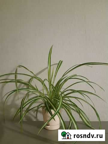 Хлорофитум Рязань - изображение 1