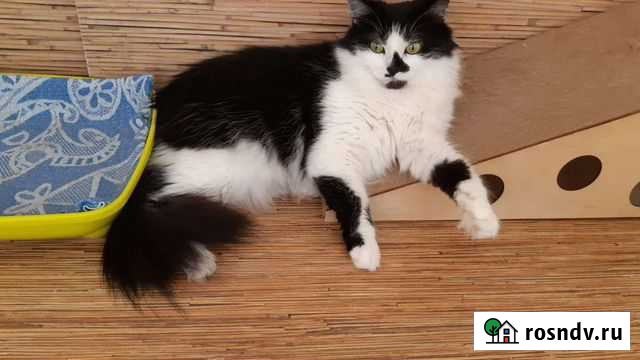 Кошка Сочи - изображение 1