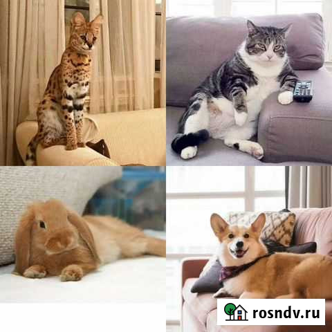 Передержка питомца дома Санкт-Петербург - изображение 1