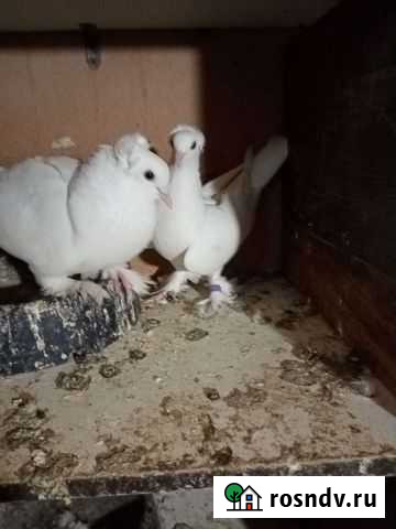 Голуби Владимир - изображение 1