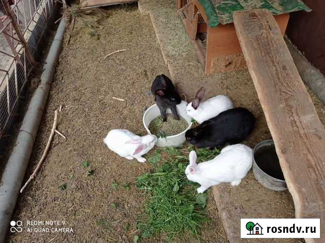 Молодые кролики Севастополь - изображение 1