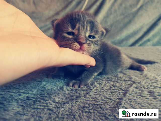 Котята мейн-кун Ивантеевка - изображение 1