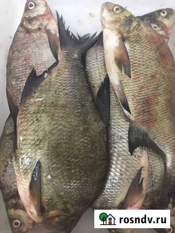 Лещ свежемороженый опт Чайковский - изображение 1