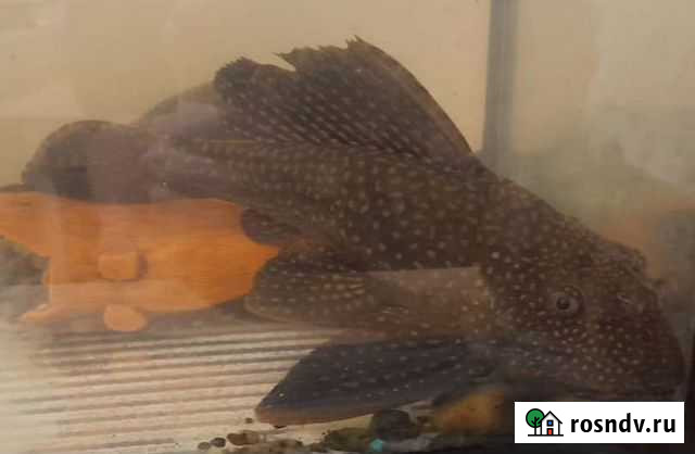 Сомики анциструсы Нефтекамск - изображение 1