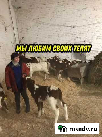 Телята молодняк активные Борисовка - изображение 1