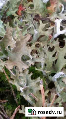 Центрария снежная (Исландский мох) Бор - изображение 1