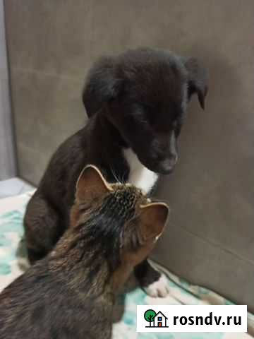 Красивый черный щенок в дар Балашиха - изображение 1