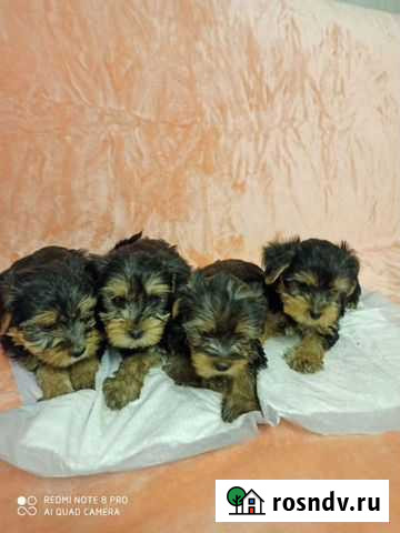 Йоркширский терьер Десногорск - изображение 1