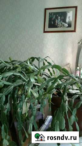 Цветок Шефлера.Декабрист из кол-ц Светланы Дрэмп Санкт-Петербург - изображение 1