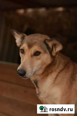 Холли Калининград - изображение 1