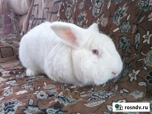 Мясо кролика Лыткарино - изображение 1