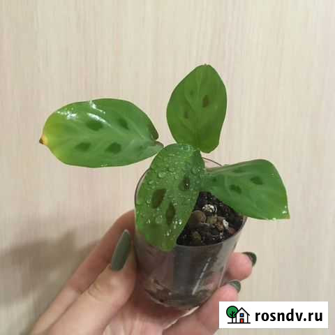 Черенки и взрослые растения Златоуст - изображение 1
