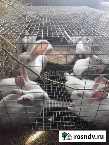 Кролики Севск - изображение 1