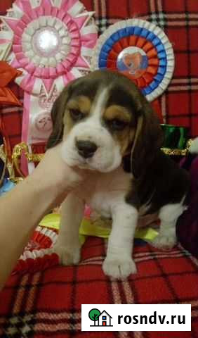 Бигль достойные крови Красноярск - изображение 1