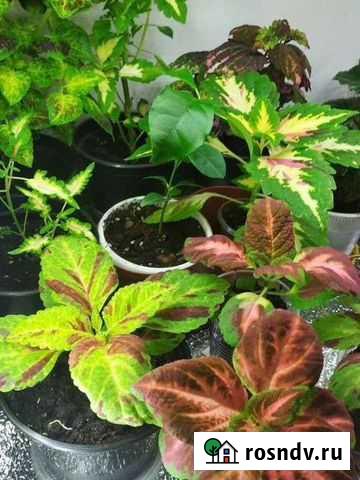 Комнатные растения 2 Дербент - изображение 1