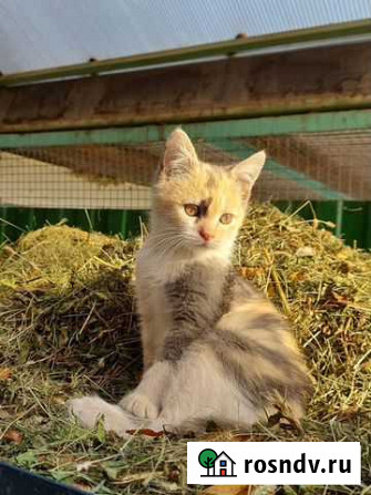 Котенок девочка в добрые руки Белореченск - изображение 1
