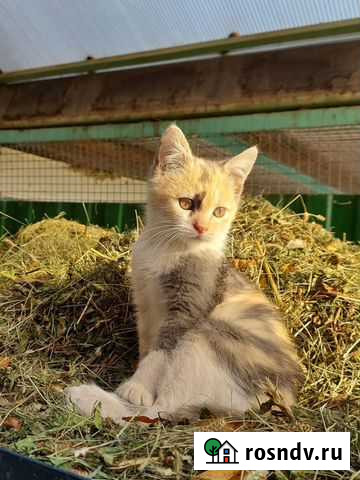 Котенок девочка в добрые руки Белореченск - изображение 1