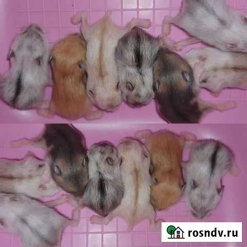 Джунгарские хомяки и сирийские (маленькие) Королев - изображение 1