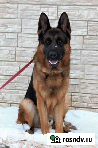 Немецкая овчарка вязка Первоуральск - изображение 1