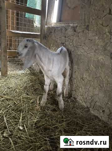 Коза нубийская с козленком Избербаш - изображение 1