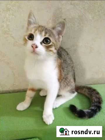 Кошка Севастополь - изображение 1