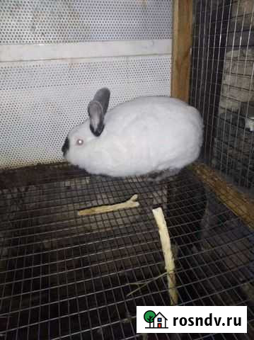 Крольчиха Калифорния Ахтубинск - изображение 1