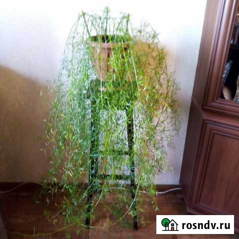 Аспарагус Таганрог - изображение 1