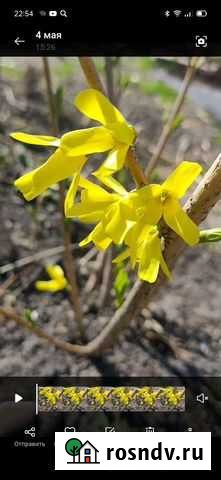 Форзиция Тюмень - изображение 1