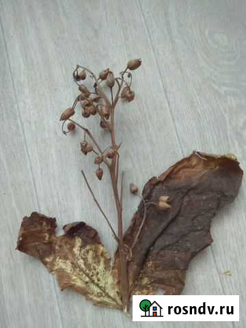 Табака семяна Нижний Новгород - изображение 1