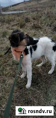 Щенок Ася Москва - изображение 1