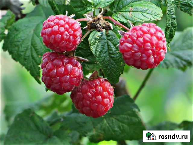 Ремонтантная малина Бузулук - изображение 1