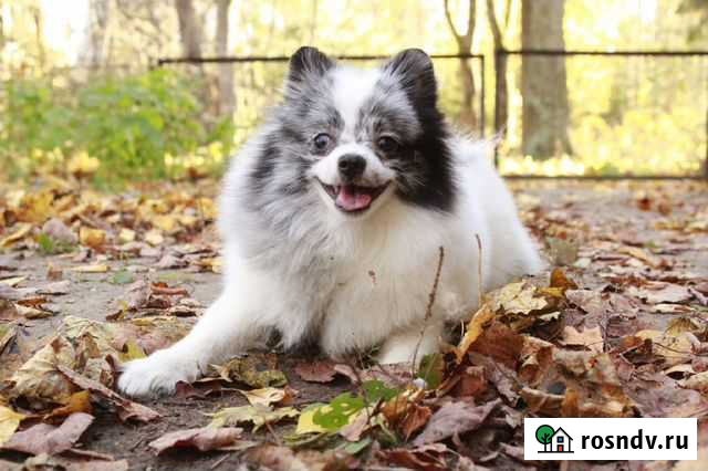 Цверг шпиц, девочка, окрас- бело-голубой мрамор Санкт-Петербург - изображение 1