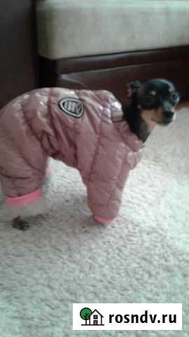 Комбенезон для собаки Октябрьский - изображение 1