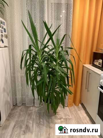 Юкка Нижний Новгород - изображение 1
