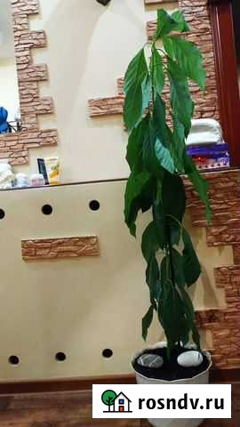 Авакадо Клинцы - изображение 1