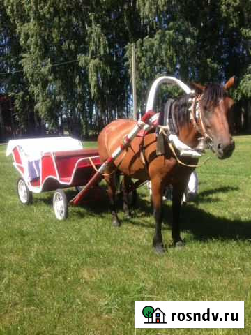 Лошади и пони на праздник Пенза - изображение 1
