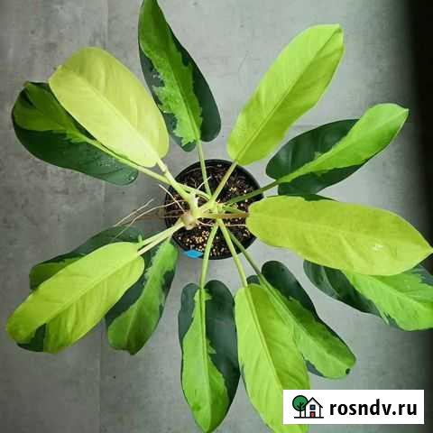 Филодендрон Тай Санрайз Рязань - изображение 1