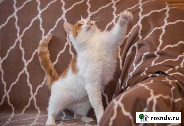 Кот Москва - изображение 1