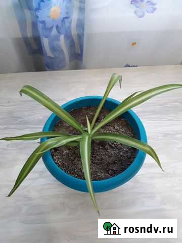 Хлорофитум Ульяновск - изображение 1