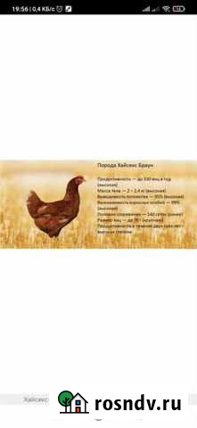 Куры, цыплята Нижний Мамон - изображение 1