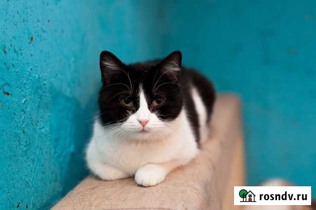 Кошечка Панди ищет дом Санкт-Петербург - изображение 1