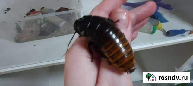 Мадагаскарский таракан Иловля - изображение 1