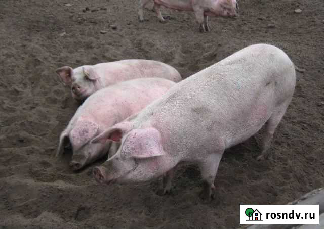 Домашняя свинья Санкт-Петербург - изображение 1