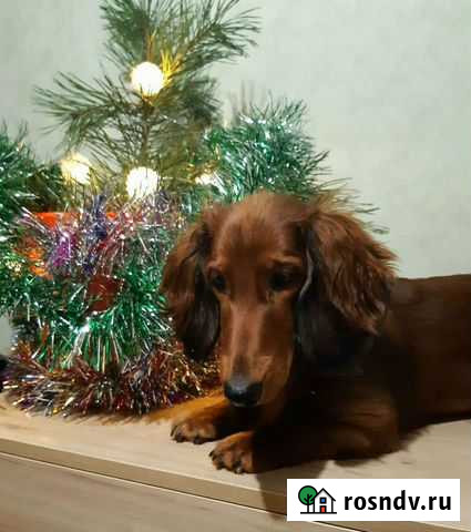 Длинношерстная такса девочка.стандартная(видео) Москва - изображение 1